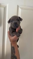 Staffordshire bull terrier