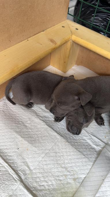 Staffordshire bull terrier