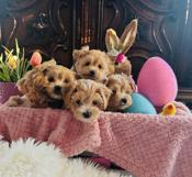 Maltipoo