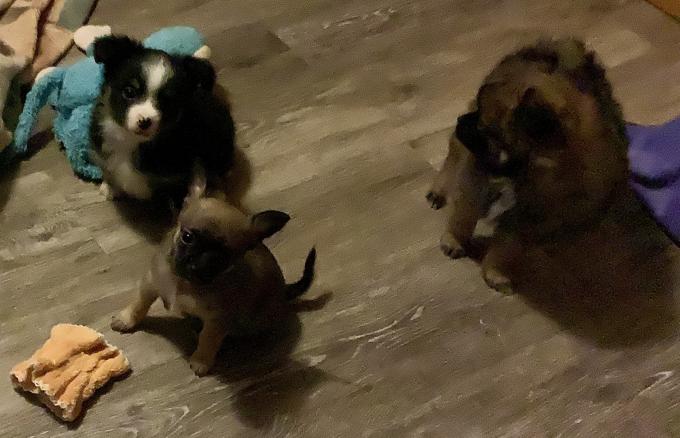 Pomeranian/Chihuahua