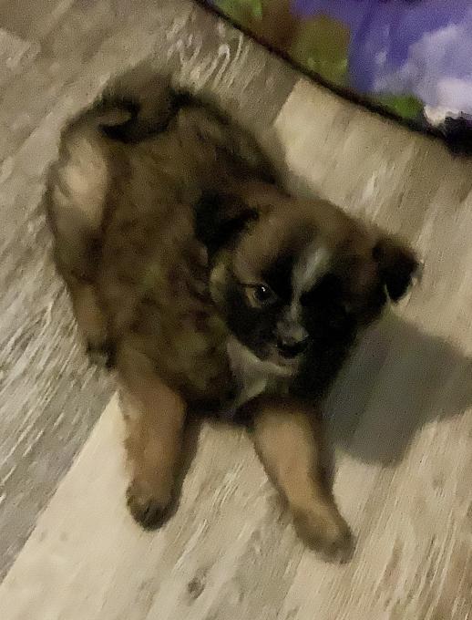 Pomeranian/Chihuahua