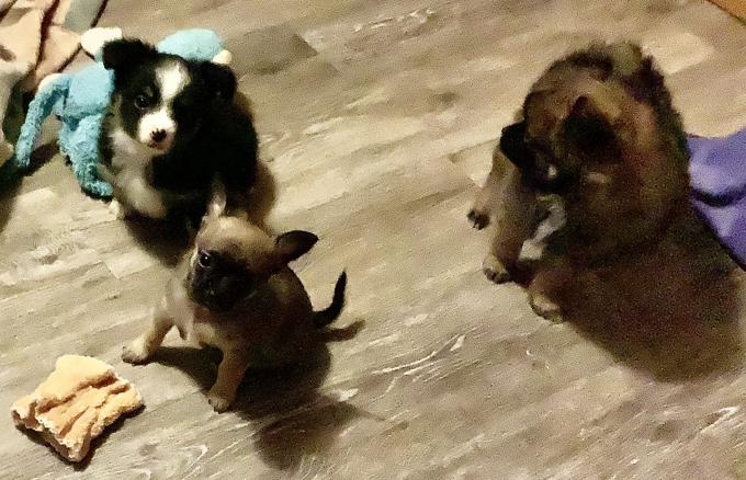 Pomeranian/Chihuahua