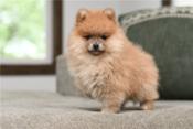 pomeranian