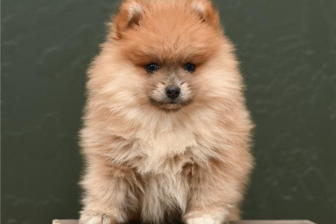 pomeranian