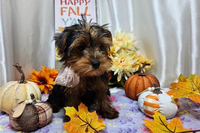 Yorkshire Terrier
