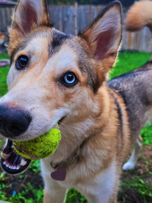 Siberian Husky/German Shepherd