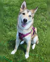 Siberian Husky/German Shepherd