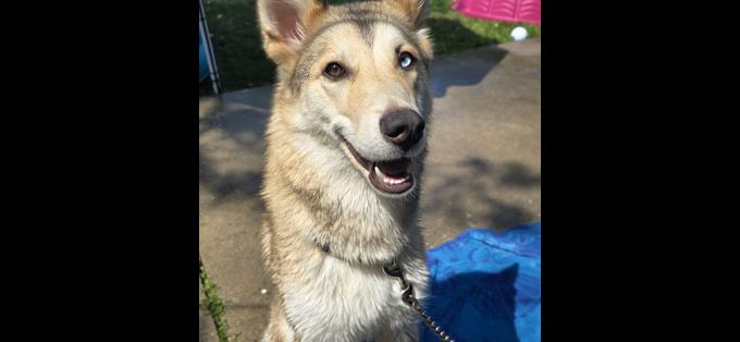 Siberian Husky/German Shepherd