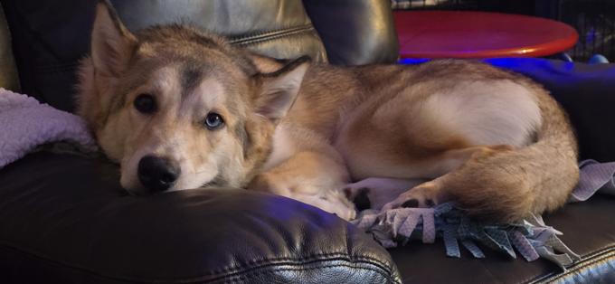 Siberian Husky/German Shepherd