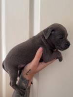 Staffordshire bull terrier