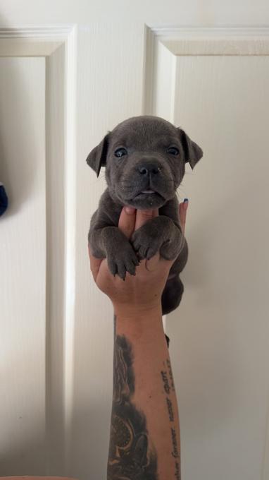 Staffordshire bull terrier