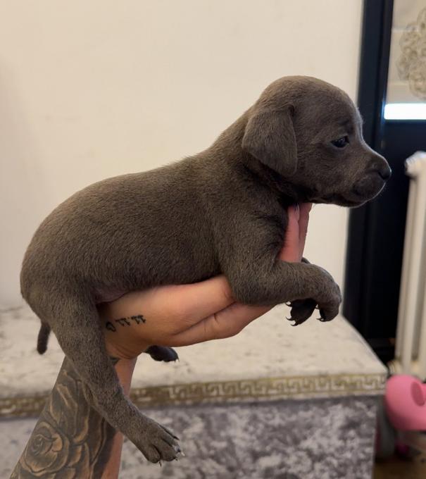 Staffordshire bull terrier