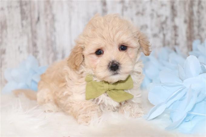 Maltipoo