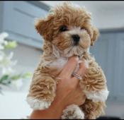 Maltipoo