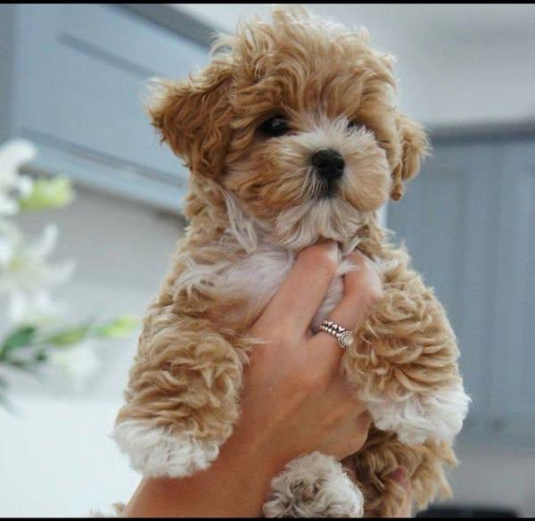 Maltipoo
