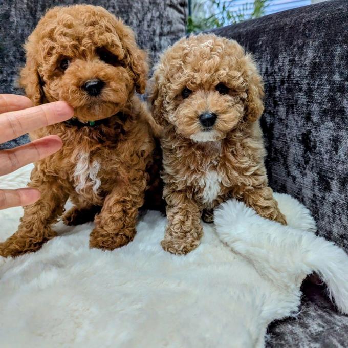 Maltipoo