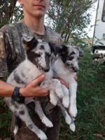 Shetland Sheepdog