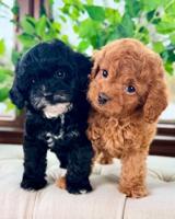 Poodle