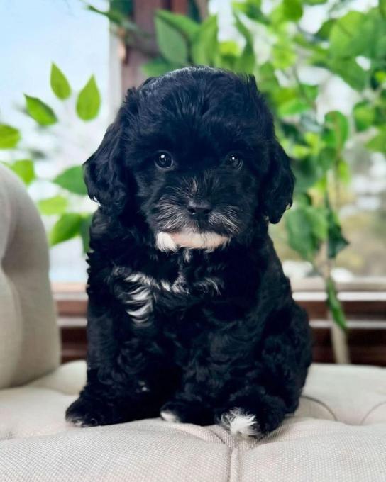 Poodle