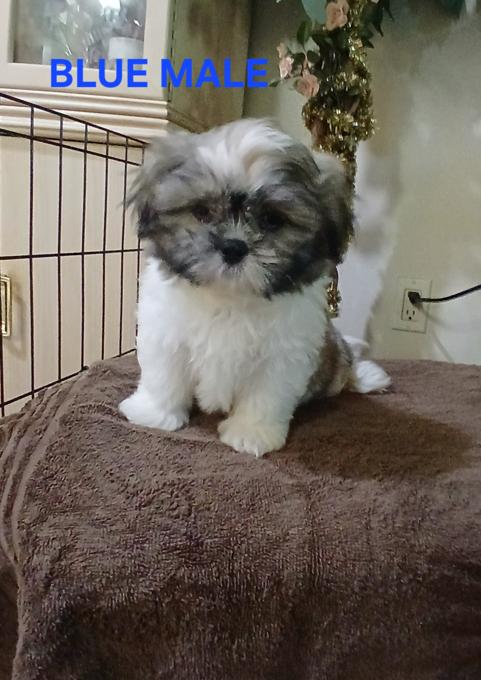 Shitzu/Bichon
