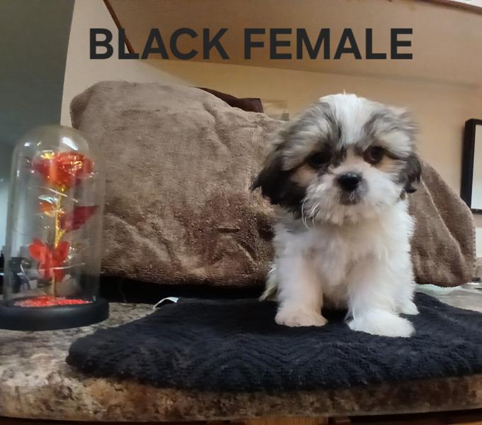 Shitzu/Bichon