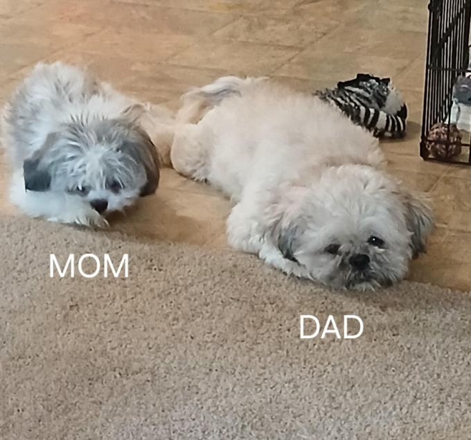 Shitzu/Bichon