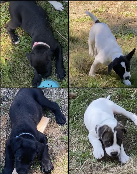 Cane Corso, Presa Canario, Lab, Collie, Brazilian Mastiff