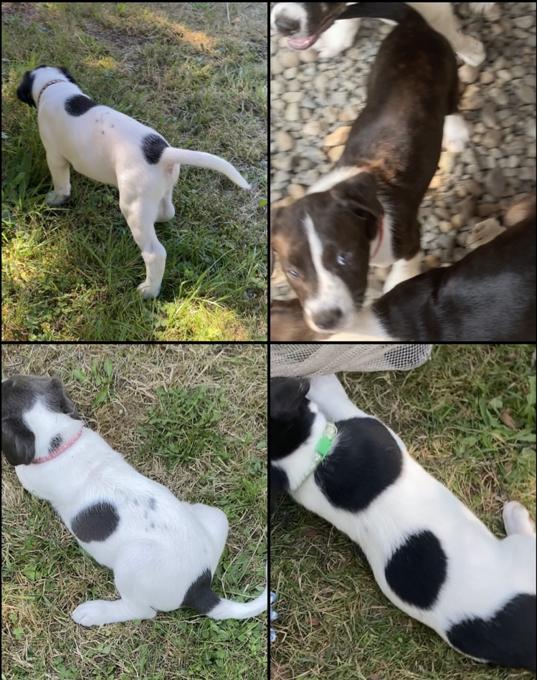 Cane Corso, Presa Canario, Lab, Collie, Brazilian Mastiff