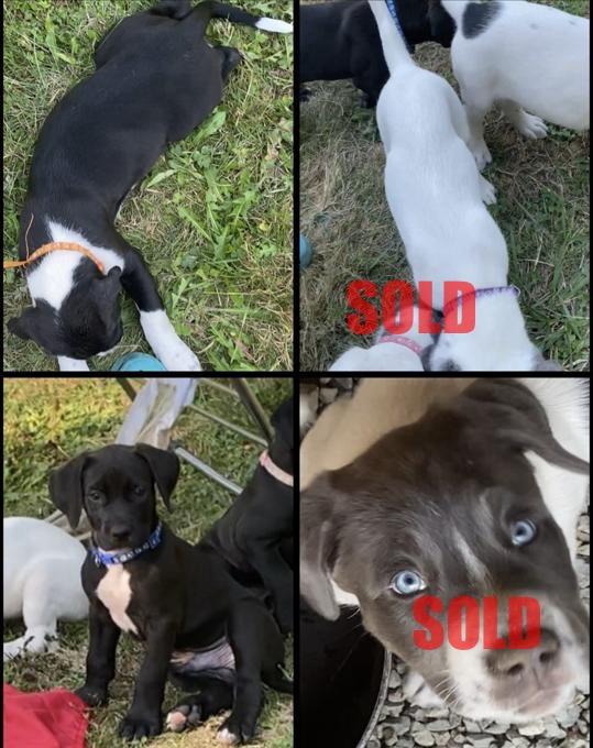 Cane Corso, Presa Canario, Lab, Collie, Brazilian Mastiff