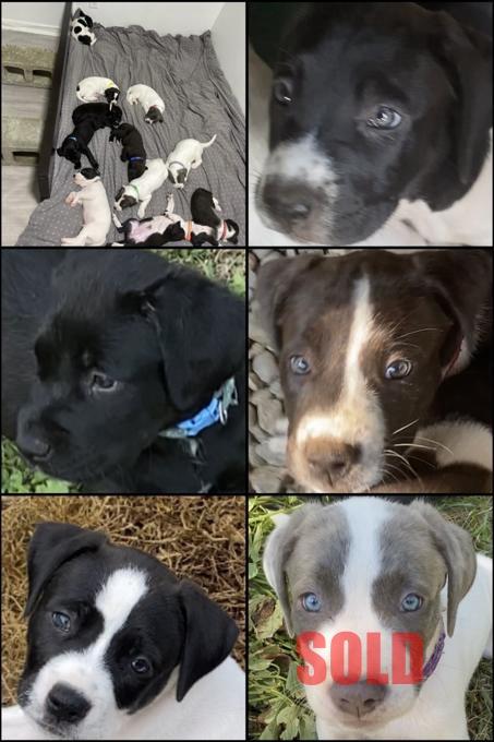 Cane Corso, Presa Canario, Lab, Collie, Brazilian Mastiff