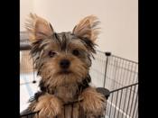 Yorkshire Terrier