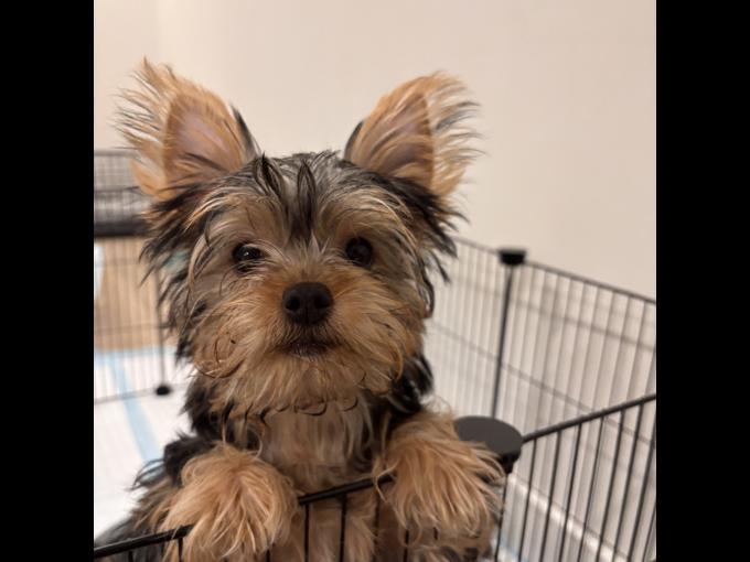 Yorkshire Terrier