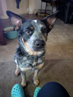 Australian cattle dog gave birth