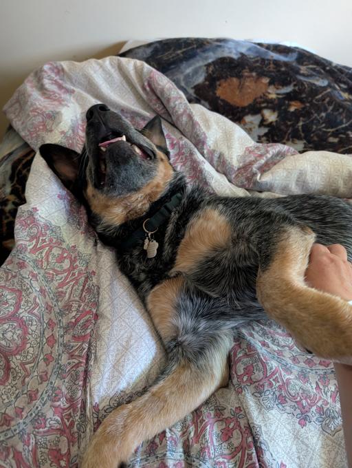 Australian cattle dog gave birth