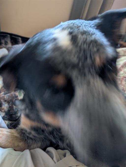 Australian cattle dog gave birth