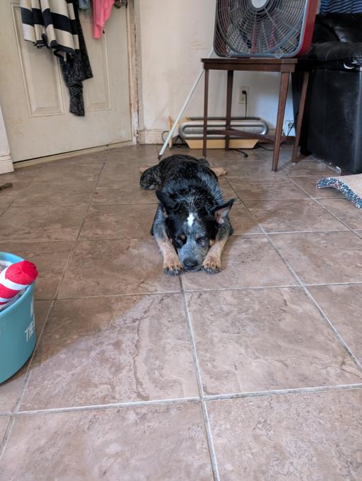 Australian cattle dog gave birth