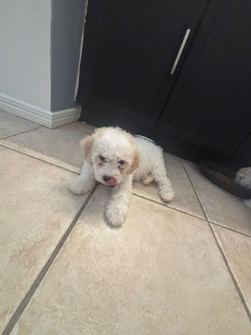 Poochon