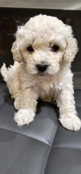 Poochon