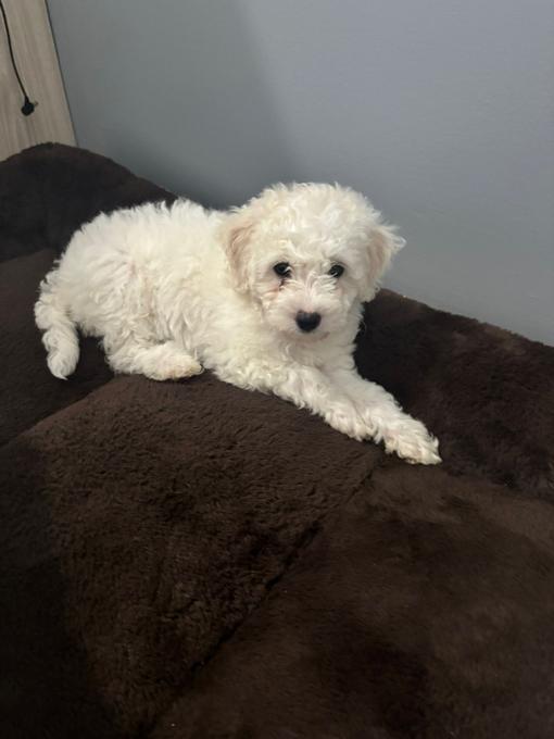 Poochon