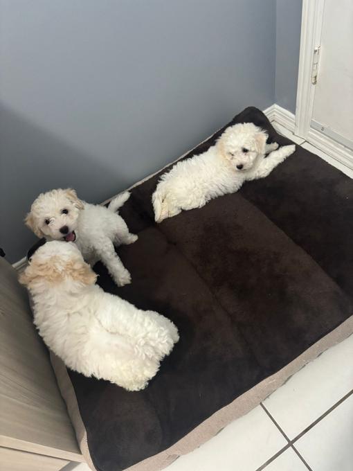 Poochon