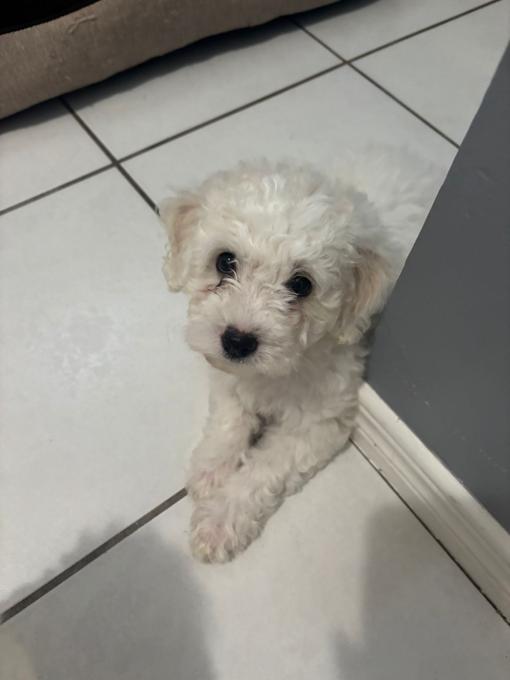 Poochon