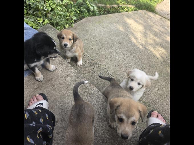 Shepherd husky cross collie pyrenees