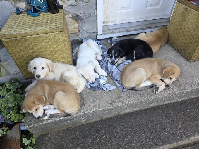 Shepherd husky cross collie pyrenees