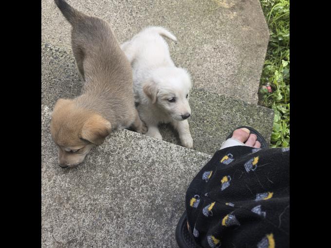 Shepherd husky cross collie pyrenees