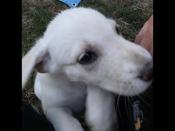 Shepherd husky cross collie pyrenees