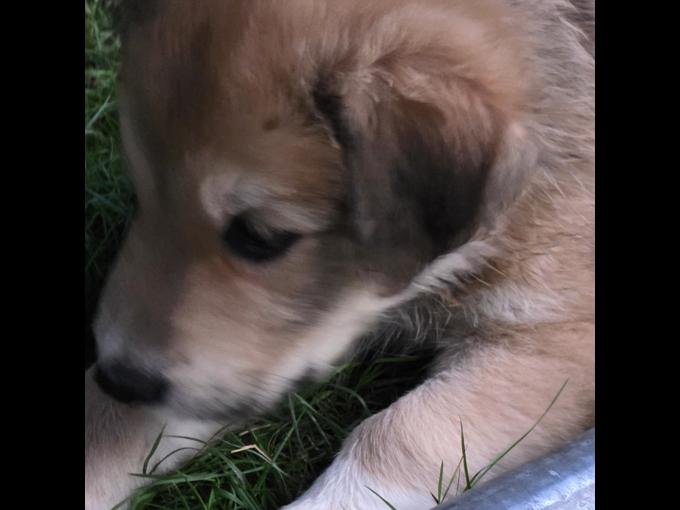Shepherd husky cross collie pyrenees