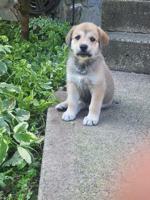 Shepherd husky cross collie pyrenees