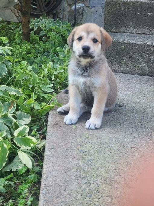 Shepherd husky cross collie pyrenees