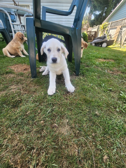 Shepherd husky cross collie pyrenees