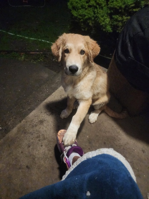 Shepherd husky cross collie pyrenees